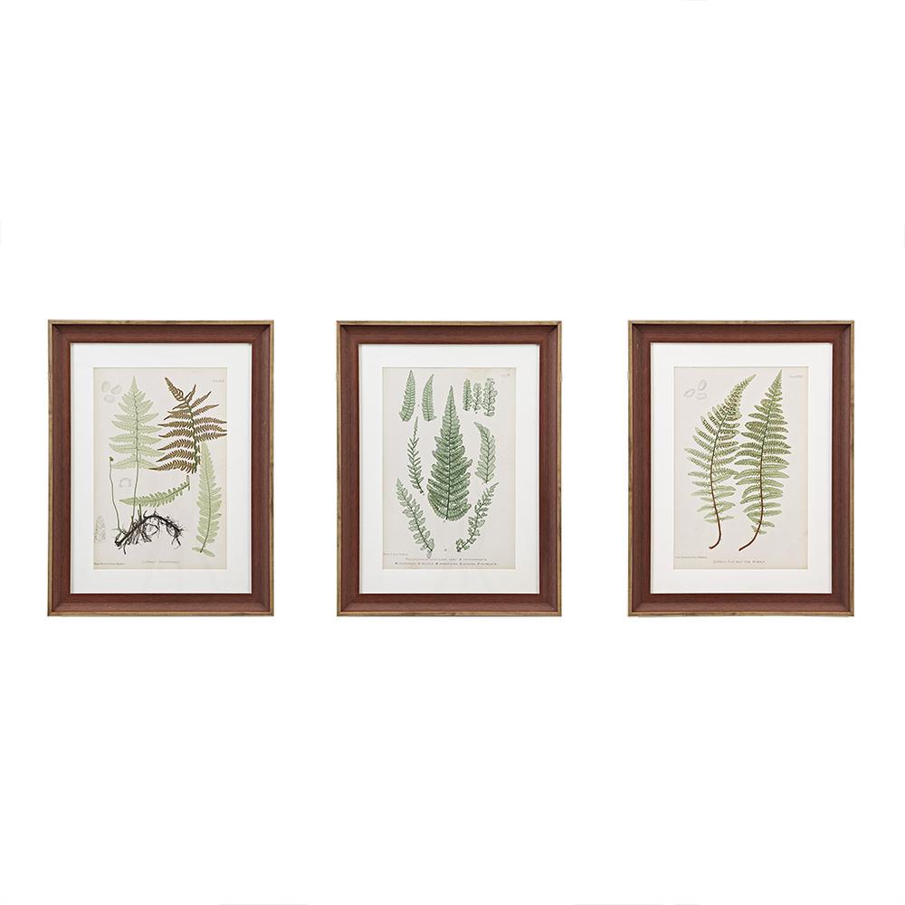 Botanical Illustration 3-piece Framed Glass and Single Matted Wall Art Set. Picture 4
