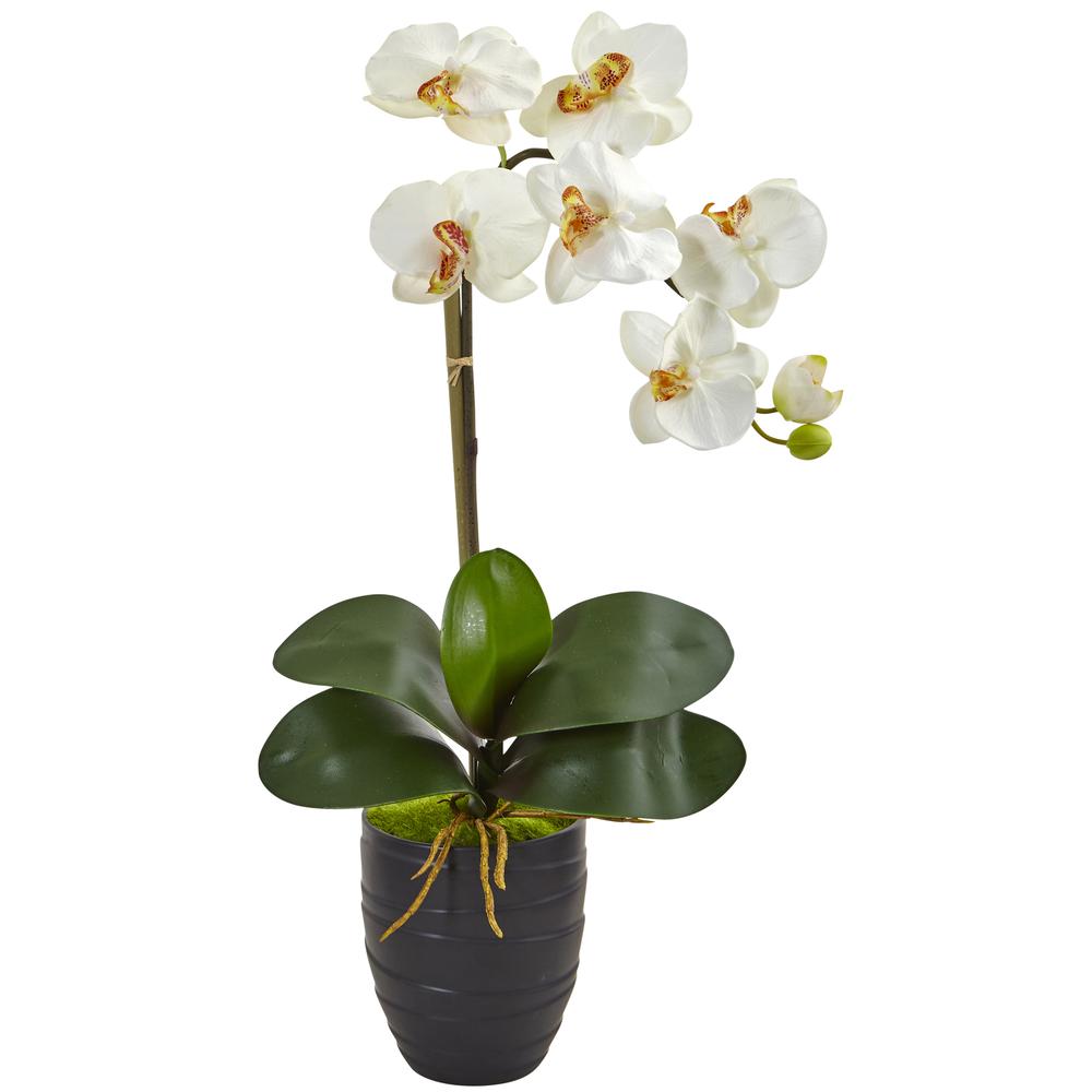 Phalaenopsis Orchid in Black Vase. Picture 1