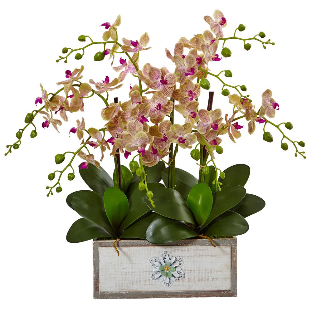 Phalaenopsis Orchid Arrangement in Decorative Wood Planter. Picture 1