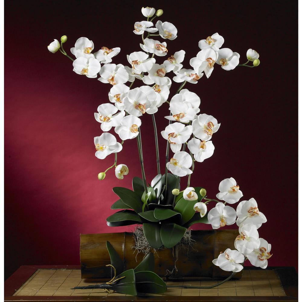 Phalaenopsis Stem (Set of 12). Picture 2