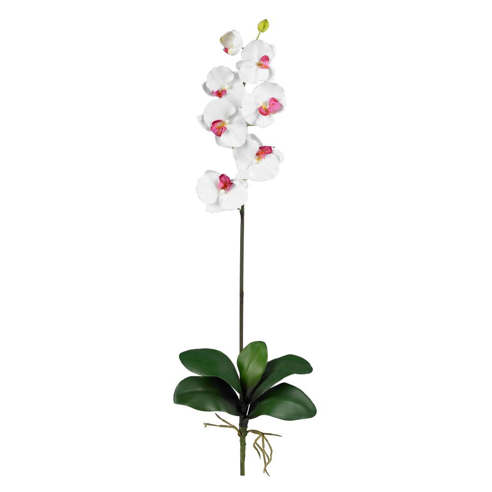 Phalaenopsis Stem (Set of 6). Picture 1