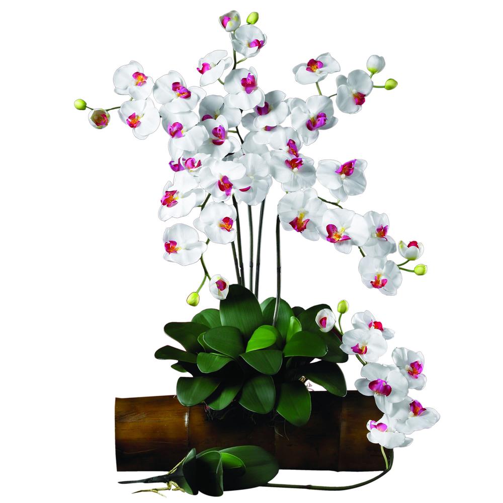 Phalaenopsis Stem (Set of 6). Picture 2