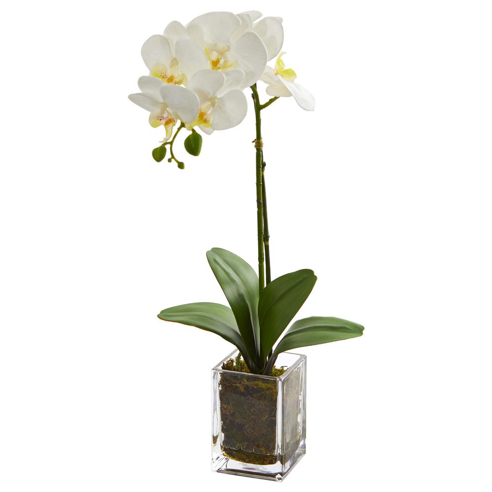 24in. Orchid Phalaenopsis Artificial Arrangement in Vase, Cream. Picture 1