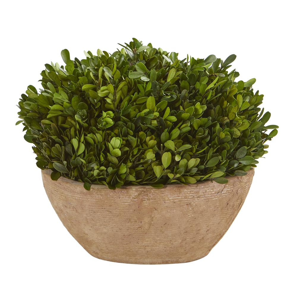 12in. Boxwood Preserved Plant in Oval Planter. Picture 1