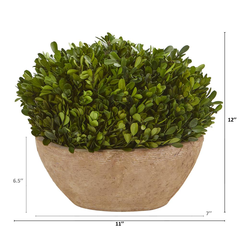 12in. Boxwood Preserved Plant in Oval Planter. Picture 3