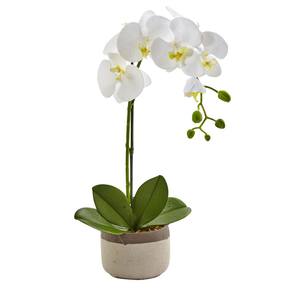 Phalaenopsis Orchid in Ceramic Pot. Picture 1