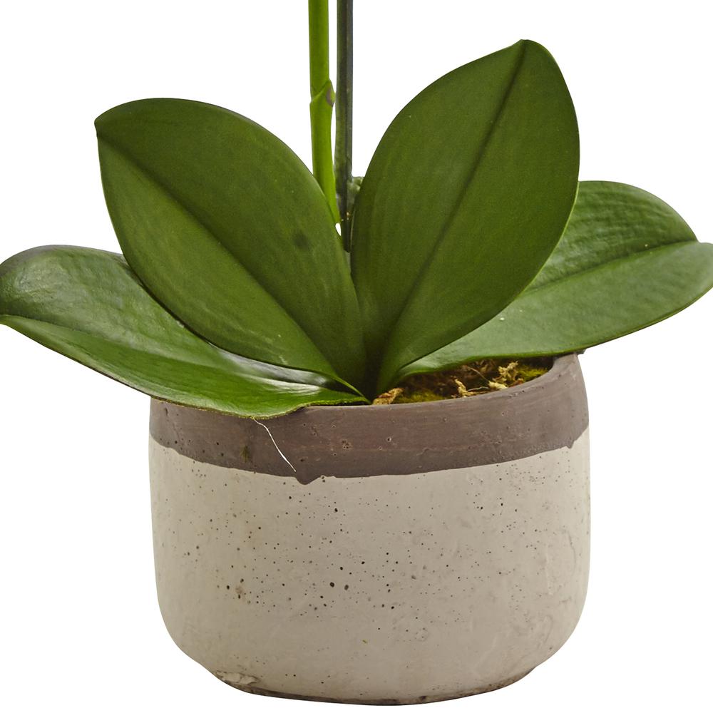 Phalaenopsis Orchid in Ceramic Pot. Picture 3