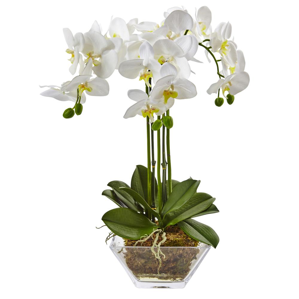 Triple Phalaenopsis Orchid in Glass Vase. Picture 1