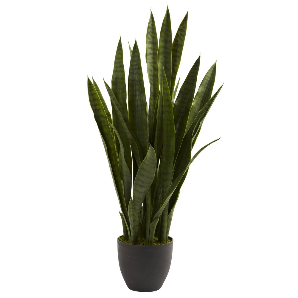 Sansevieria with Black Planter. Picture 1
