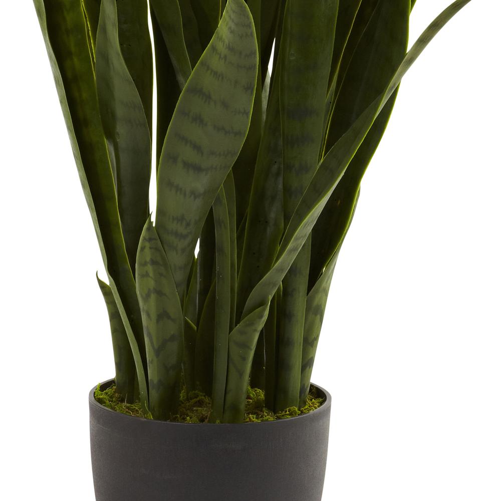 Sansevieria with Black Planter. Picture 7
