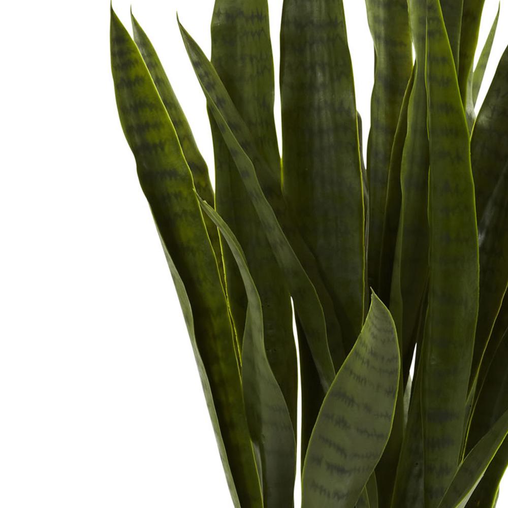 Sansevieria with Black Planter. Picture 6
