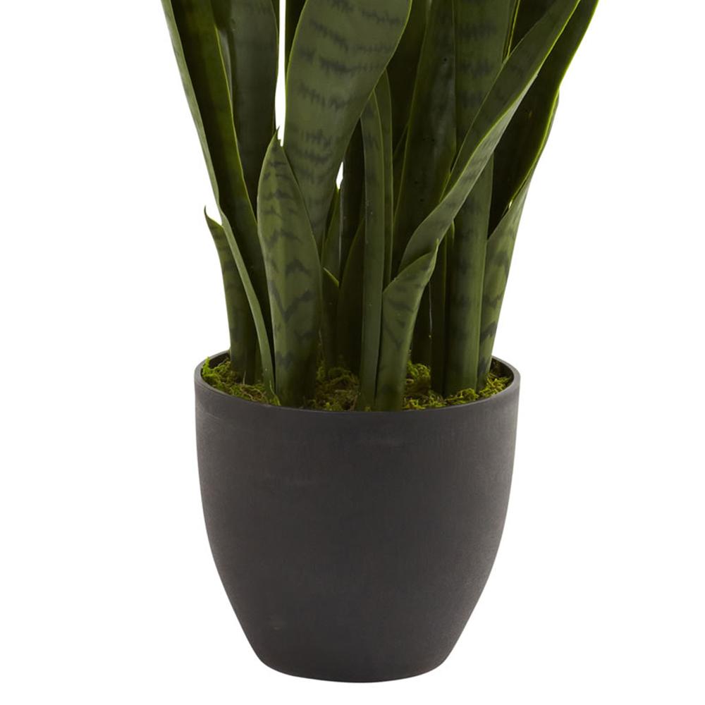 Sansevieria with Black Planter. Picture 4