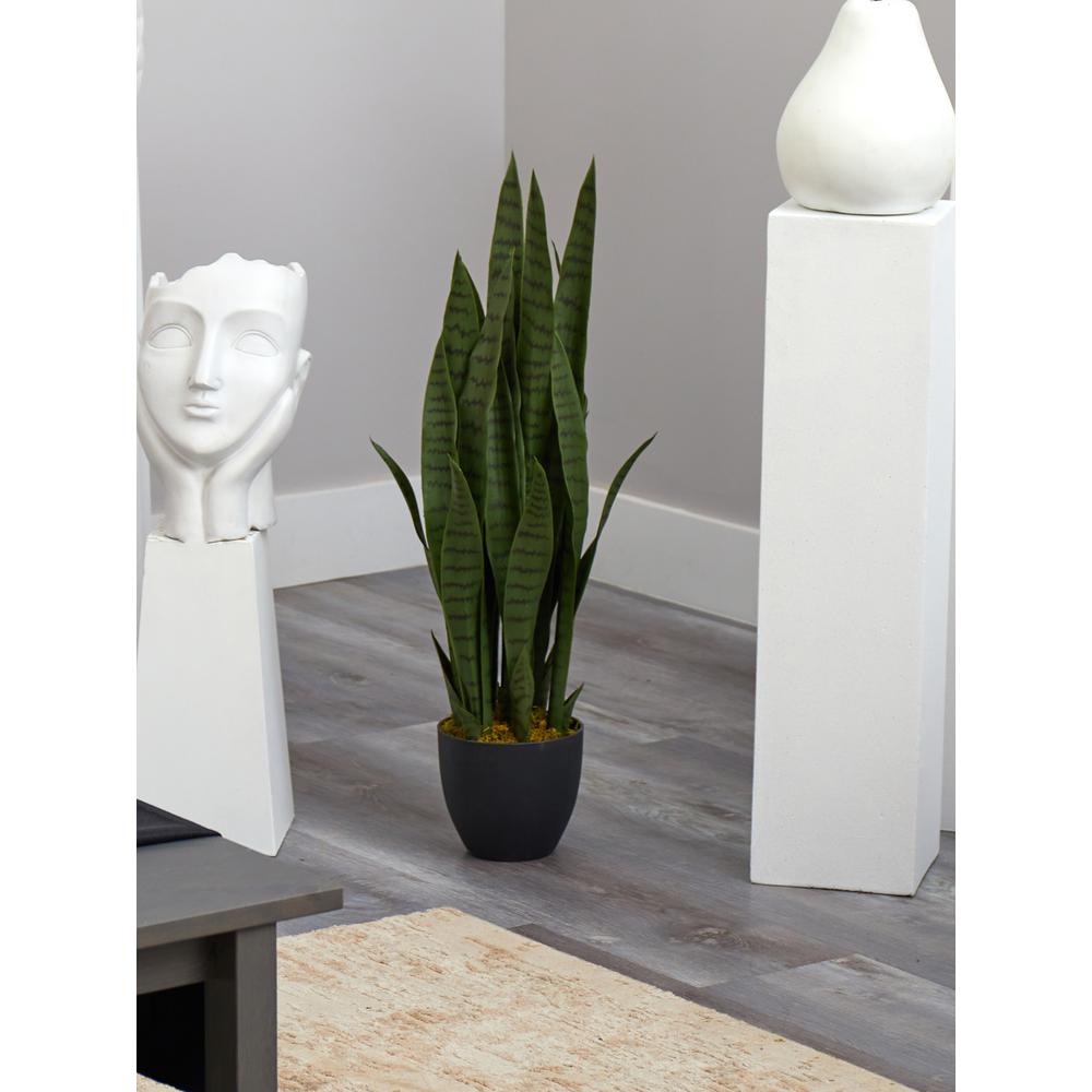Sansevieria with Black Planter. Picture 2