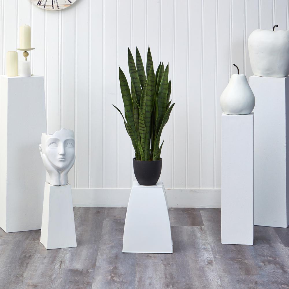 Sansevieria with Black Planter. Picture 5
