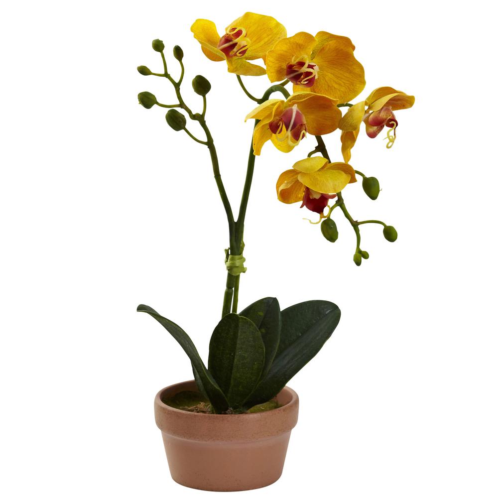 Phalaenopsis Orchid with Clay Vase (Set of 4). Picture 8