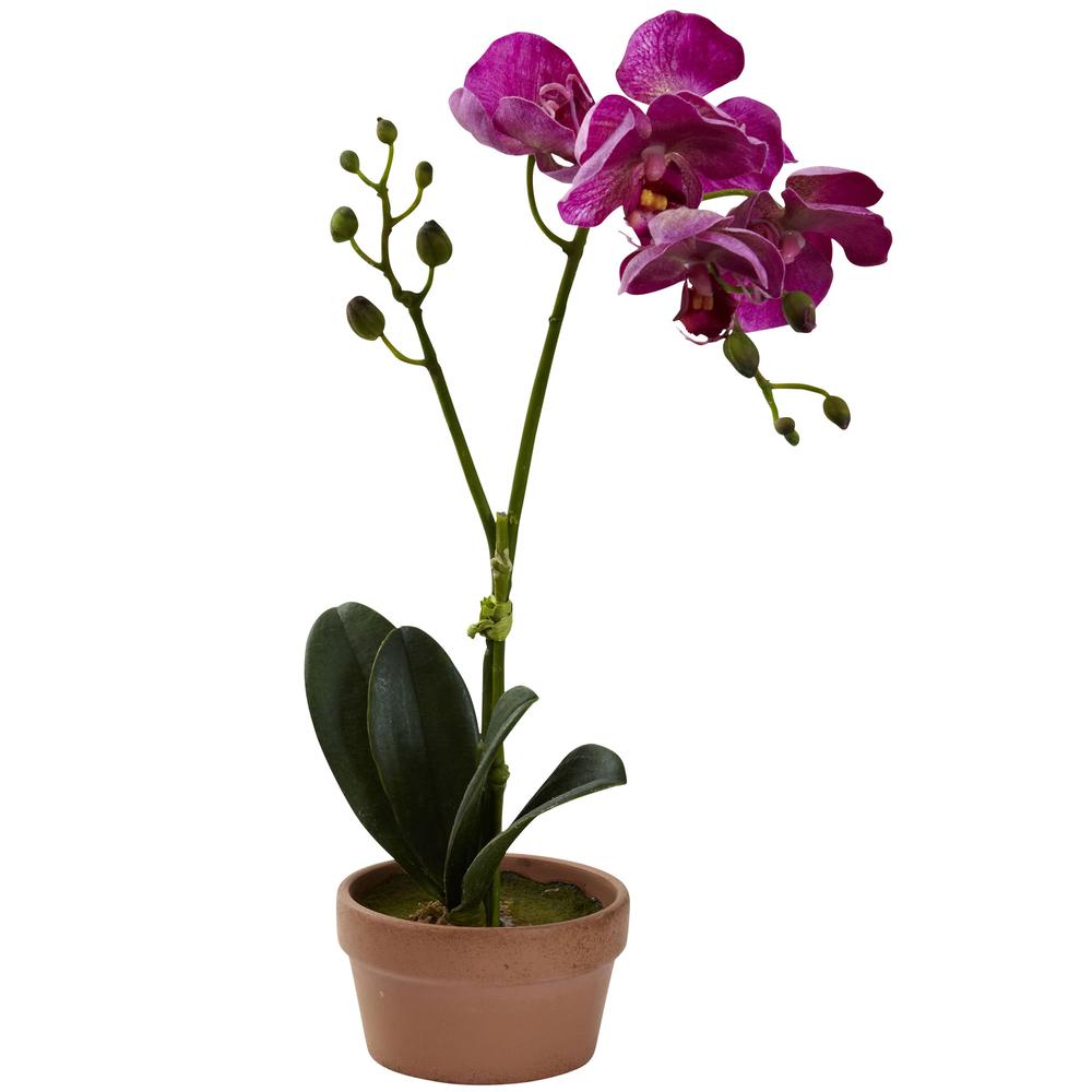 Phalaenopsis Orchid with Clay Vase (Set of 4). Picture 6