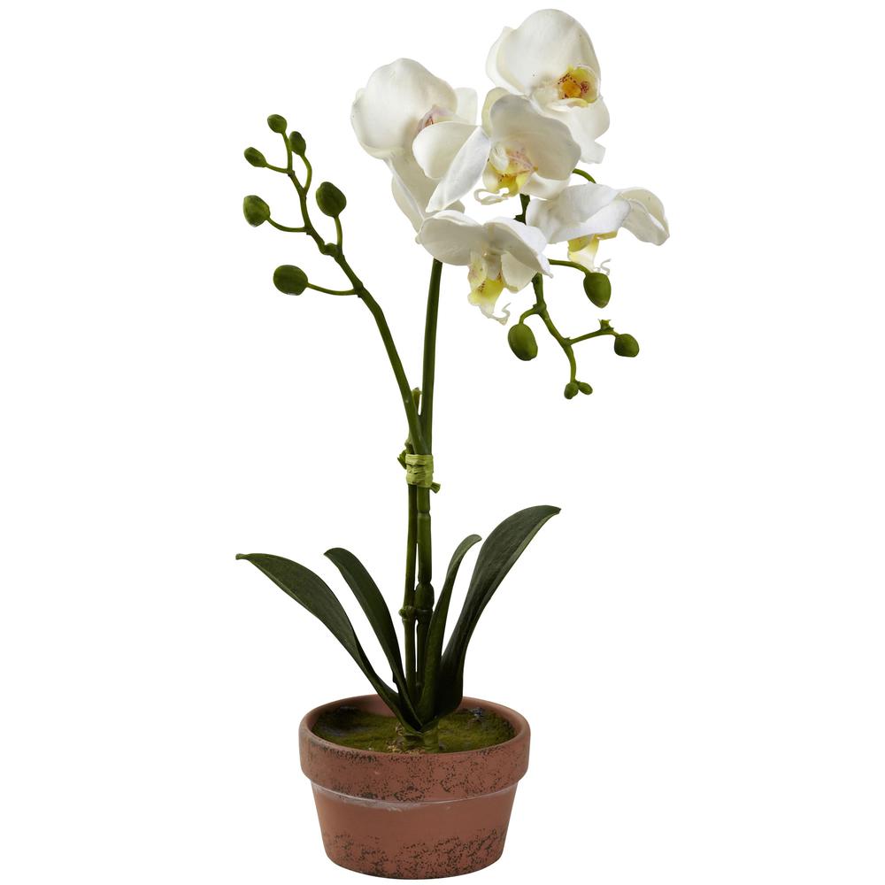 Phalaenopsis Orchid with Clay Vase (Set of 4). Picture 2