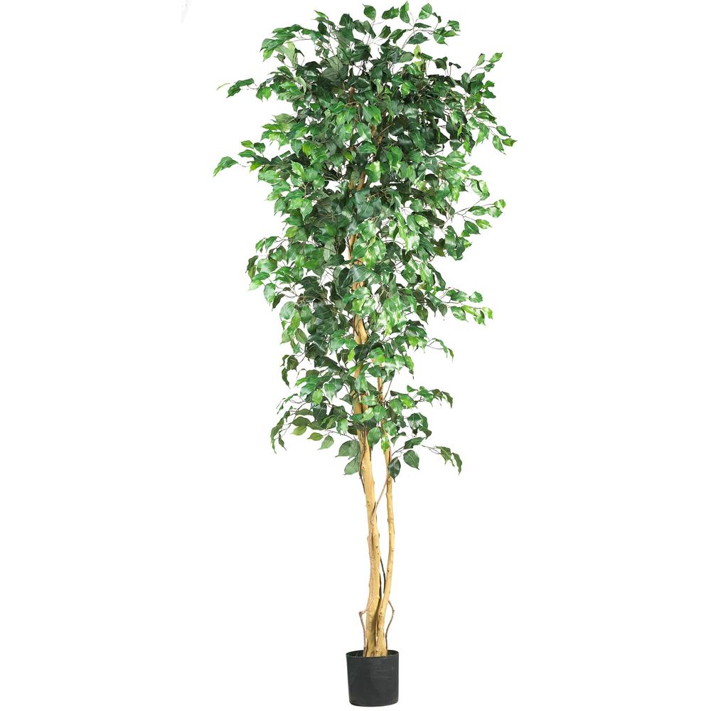 7ft. Ficus Silk Tree. Picture 1