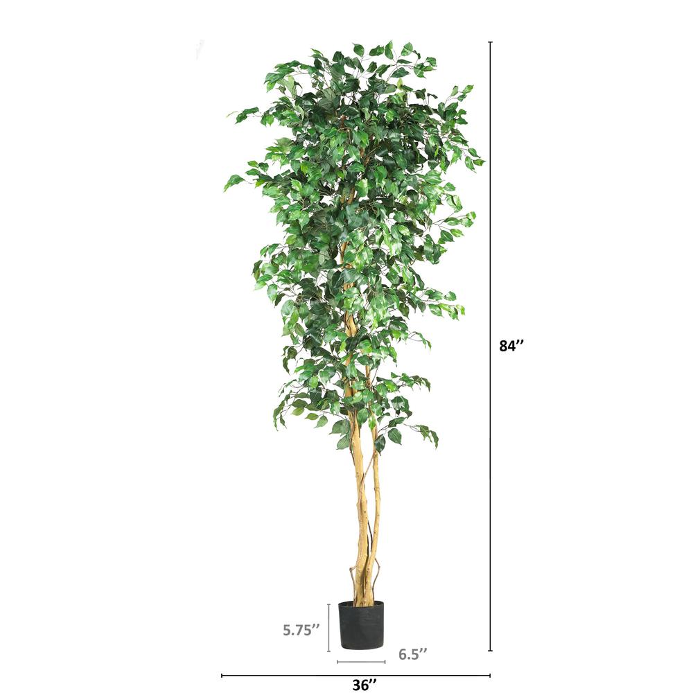 7ft. Ficus Silk Tree. Picture 3