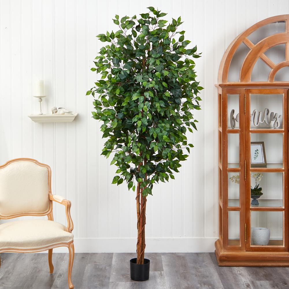 7ft. Ficus Silk Tree. Picture 6