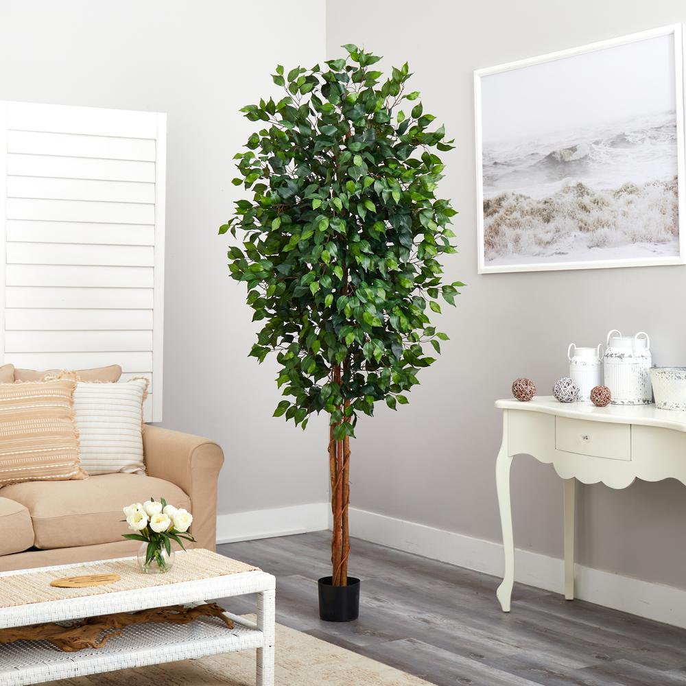 7ft. Ficus Silk Tree. Picture 8