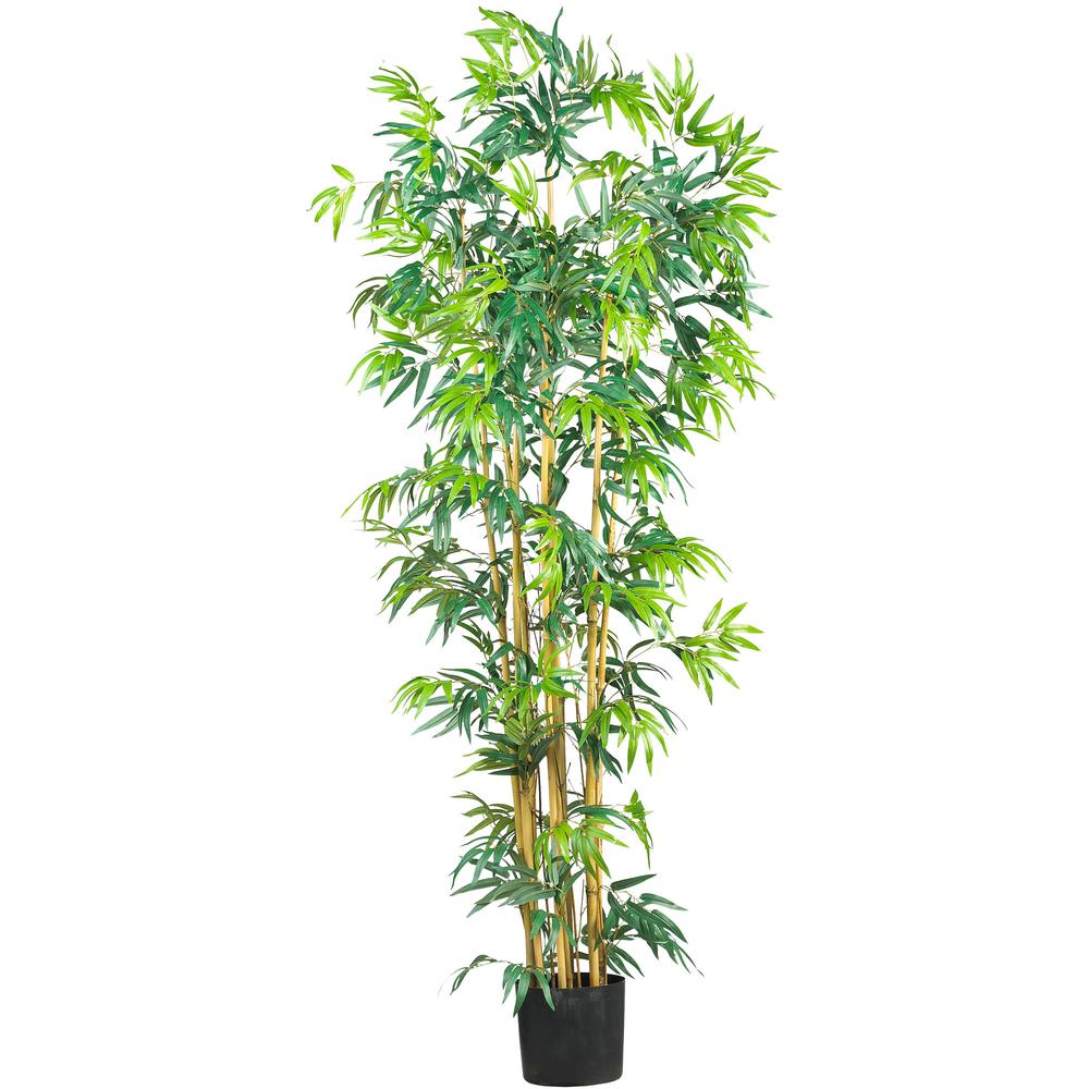 6ft. Bambusa Bamboo Silk Tree. Picture 1