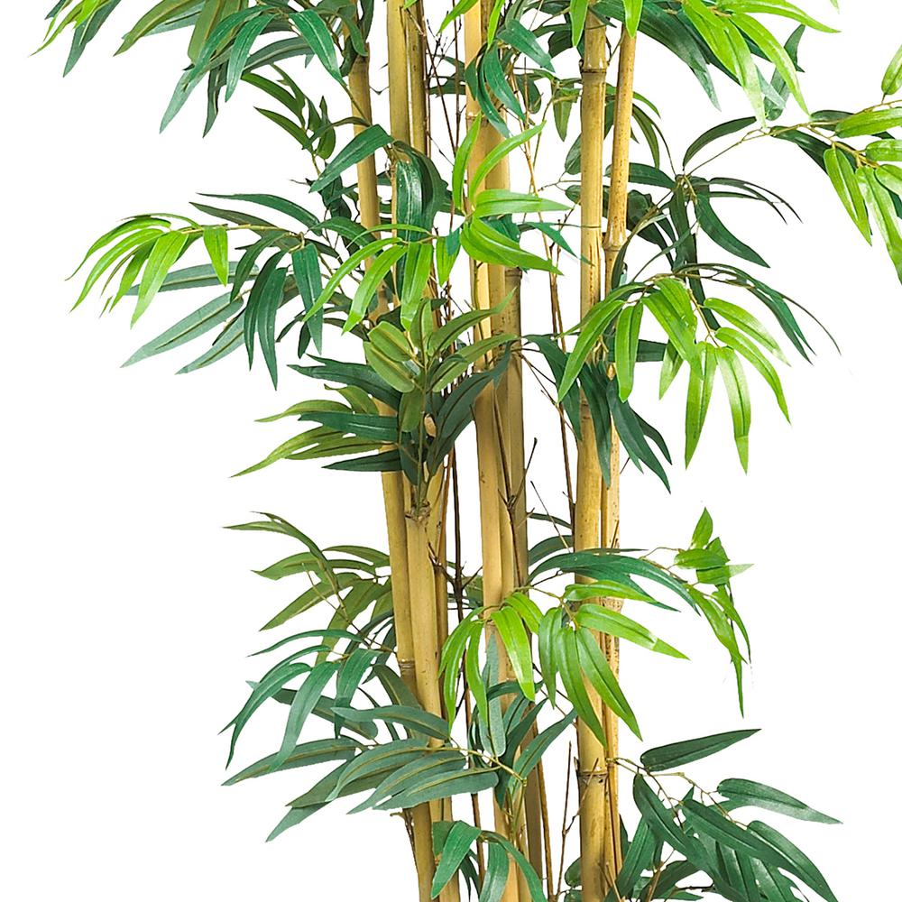 6ft. Bambusa Bamboo Silk Tree. Picture 3
