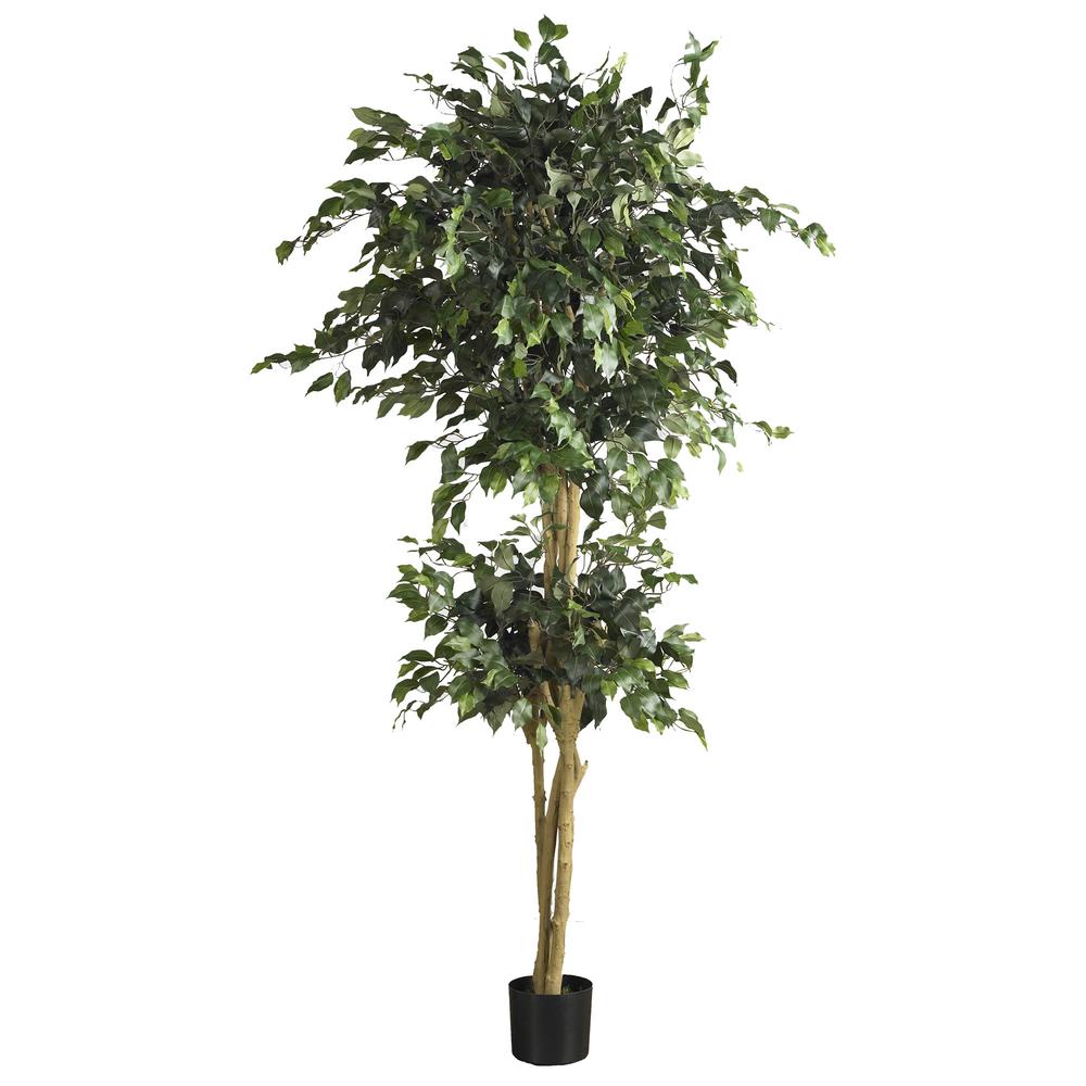 6ft. Double Ball Ficus Silk Tree. Picture 1
