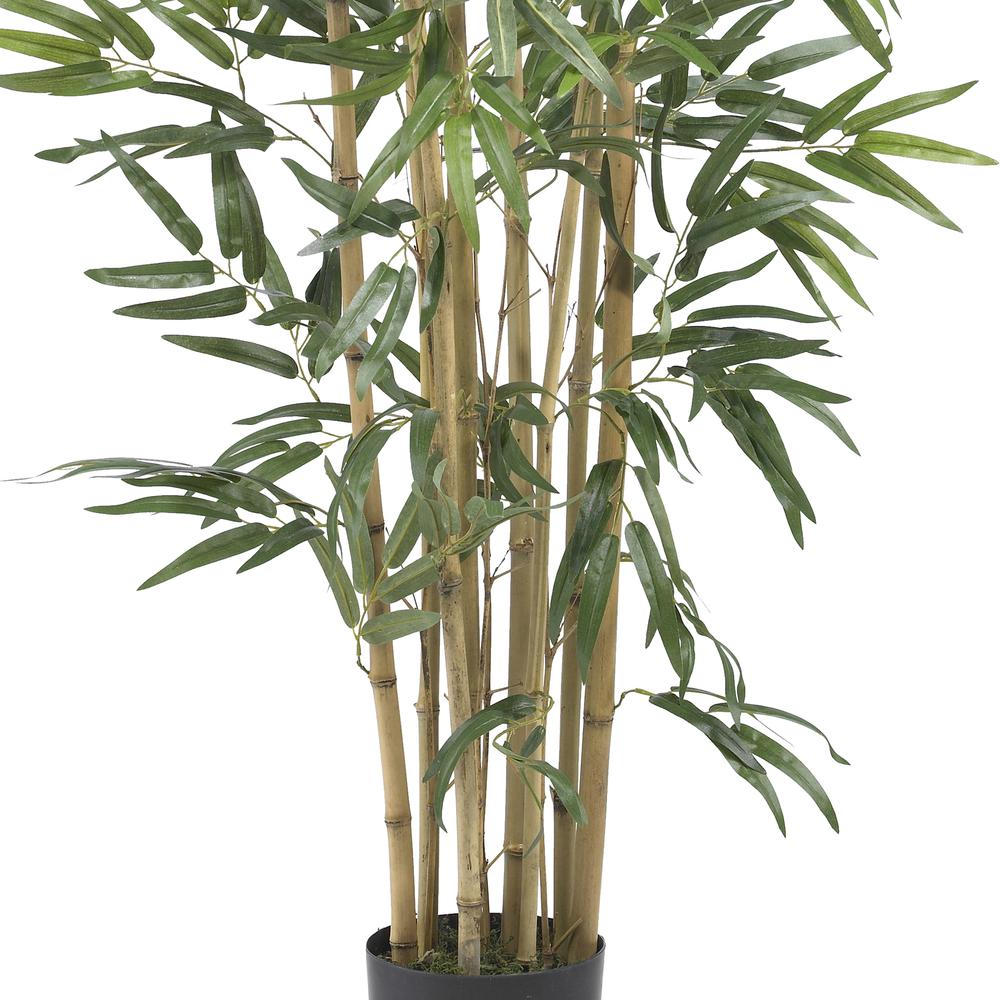3ft. Multi Bambusa Bamboo Silk Tree. Picture 5