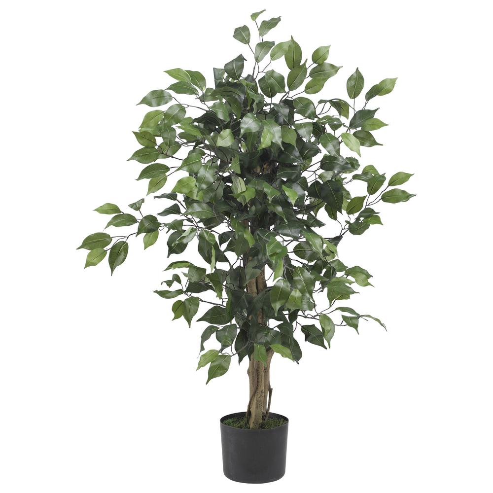 3ft. Ficus Silk Tree. Picture 1
