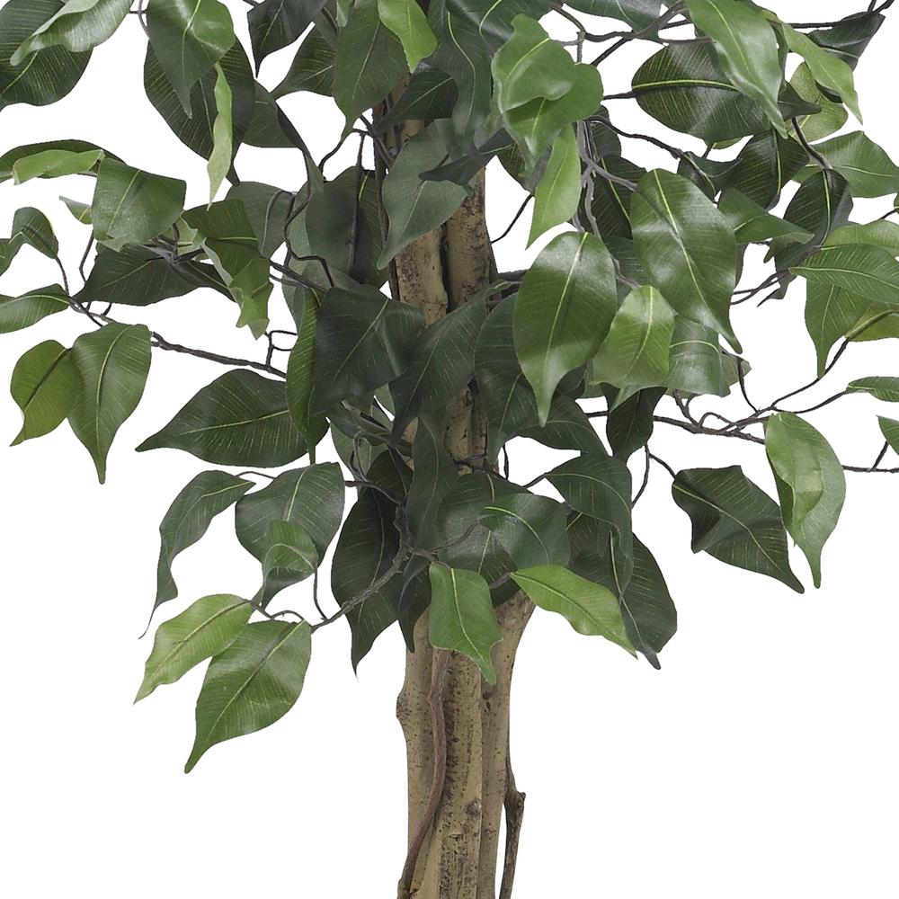 3ft. Ficus Silk Tree. Picture 3