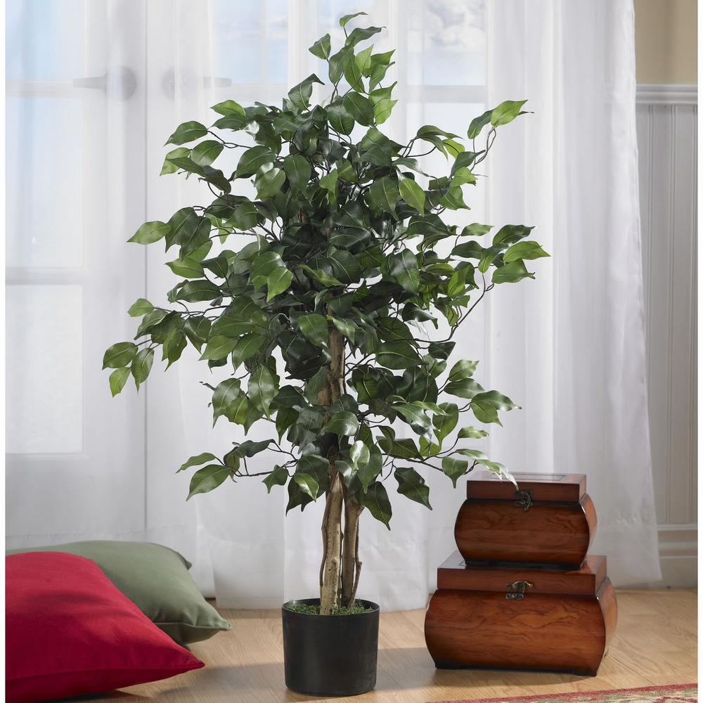 3ft. Ficus Silk Tree. Picture 4