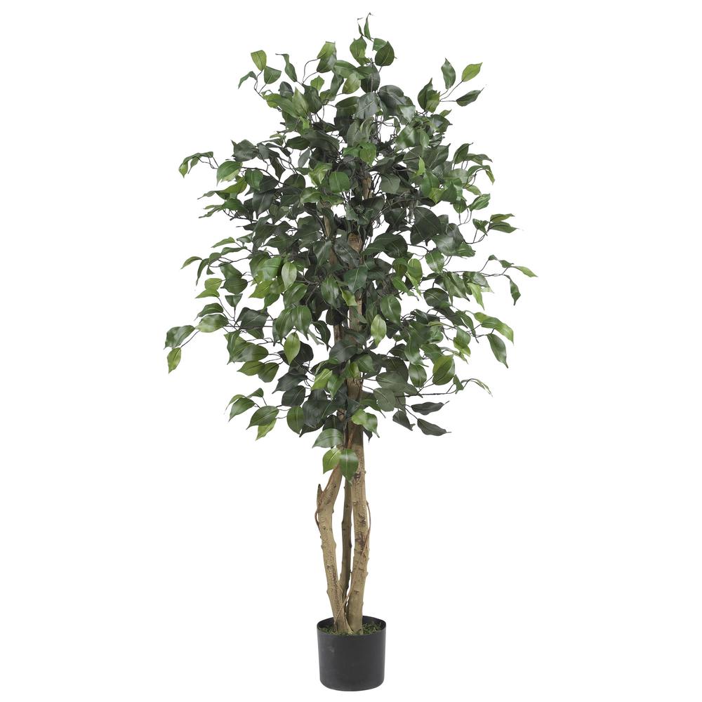 4ft. Ficus Silk Tree, Green. Picture 1