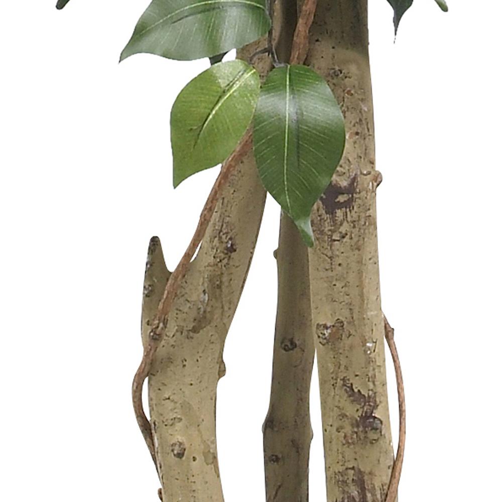 4ft. Ficus Silk Tree, Green. Picture 5