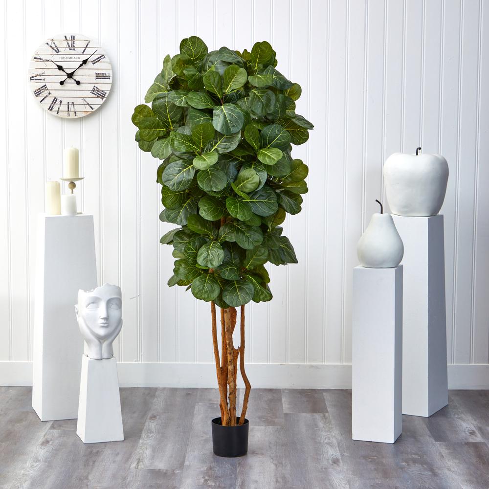 6ft. Fiddle Leaf Fig Tree. Picture 8