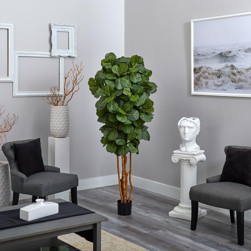 6ft. Fiddle Leaf Fig Tree. Picture 5