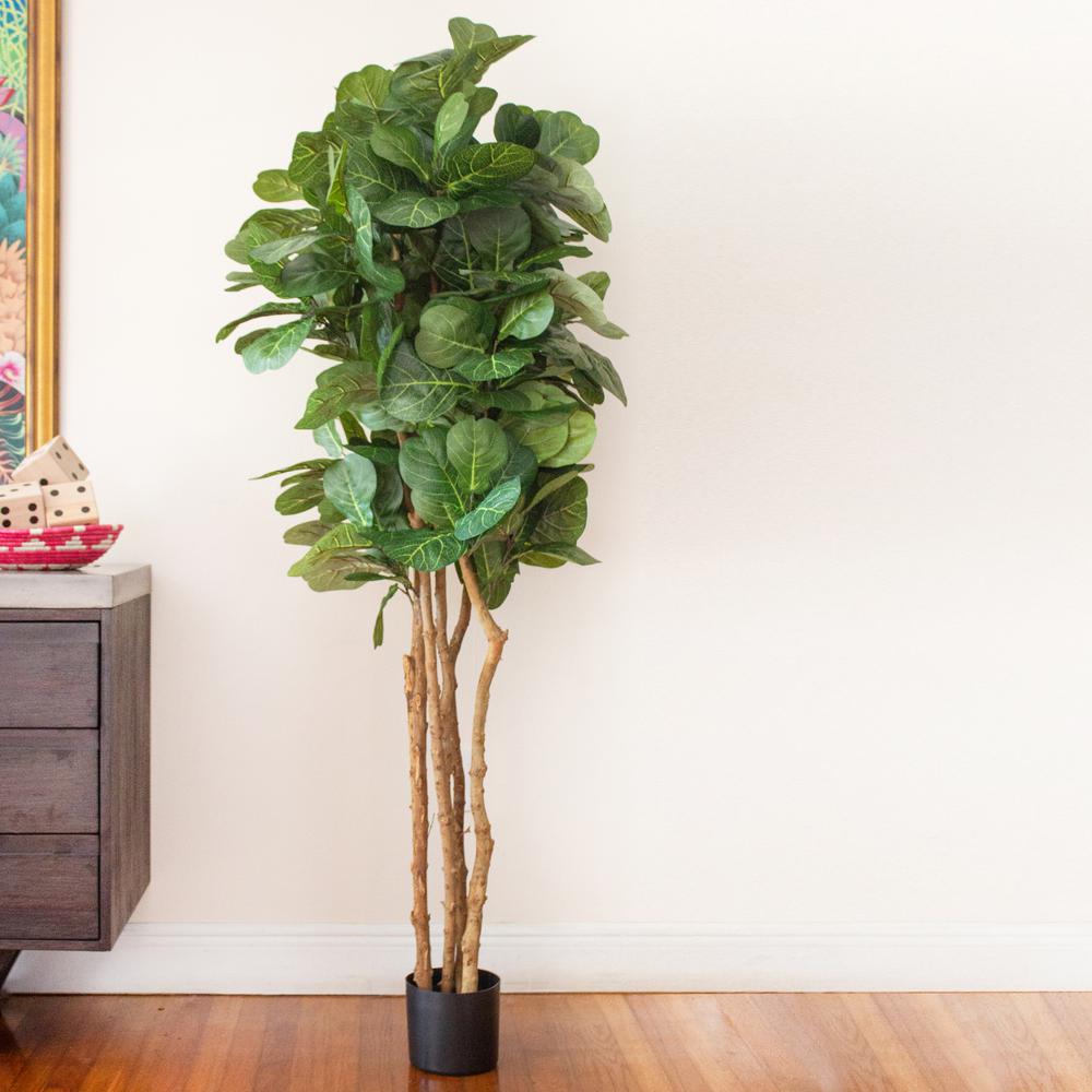 6ft. Fiddle Leaf Fig Tree. Picture 3