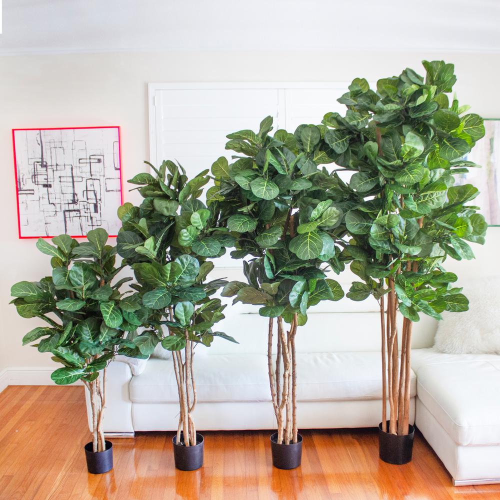 6ft. Fiddle Leaf Fig Tree. Picture 6