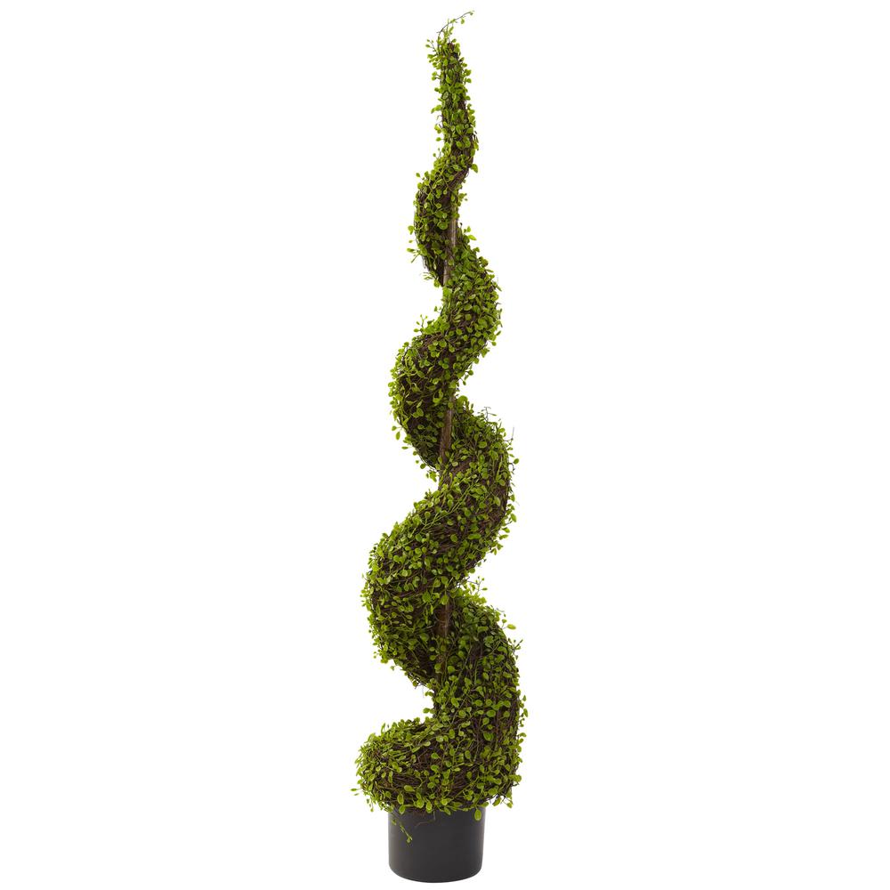 4ft. Mohlenbechia Spiral Tree. Picture 1