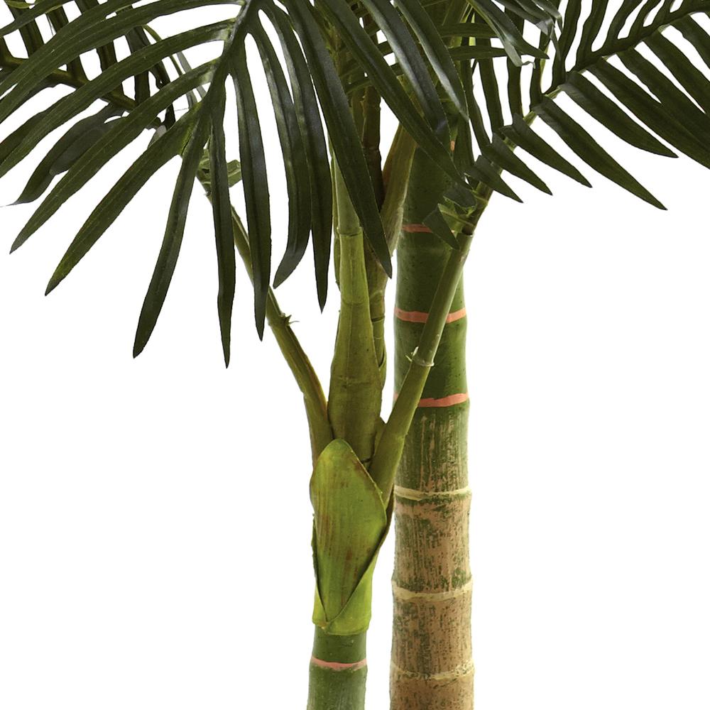5ft. Golden Cane Palm Tree. Picture 5