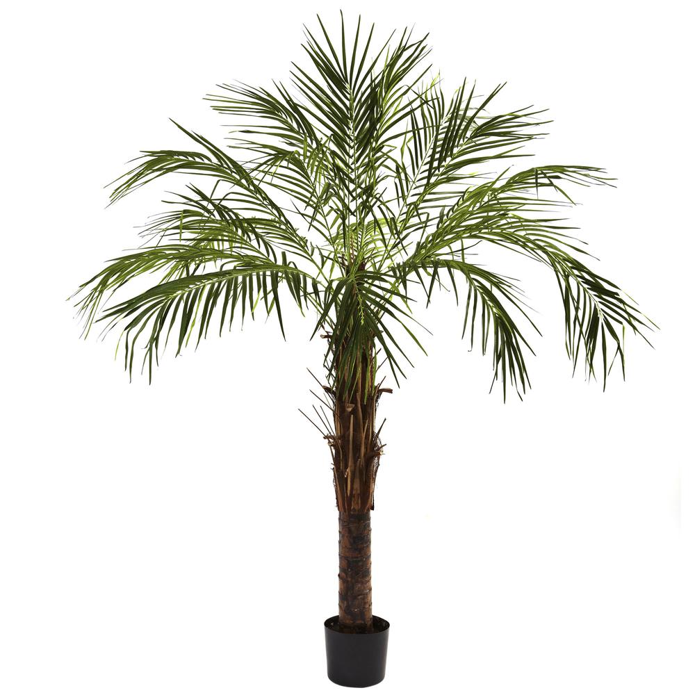 6ft. Robellini Palm Tree. Picture 1