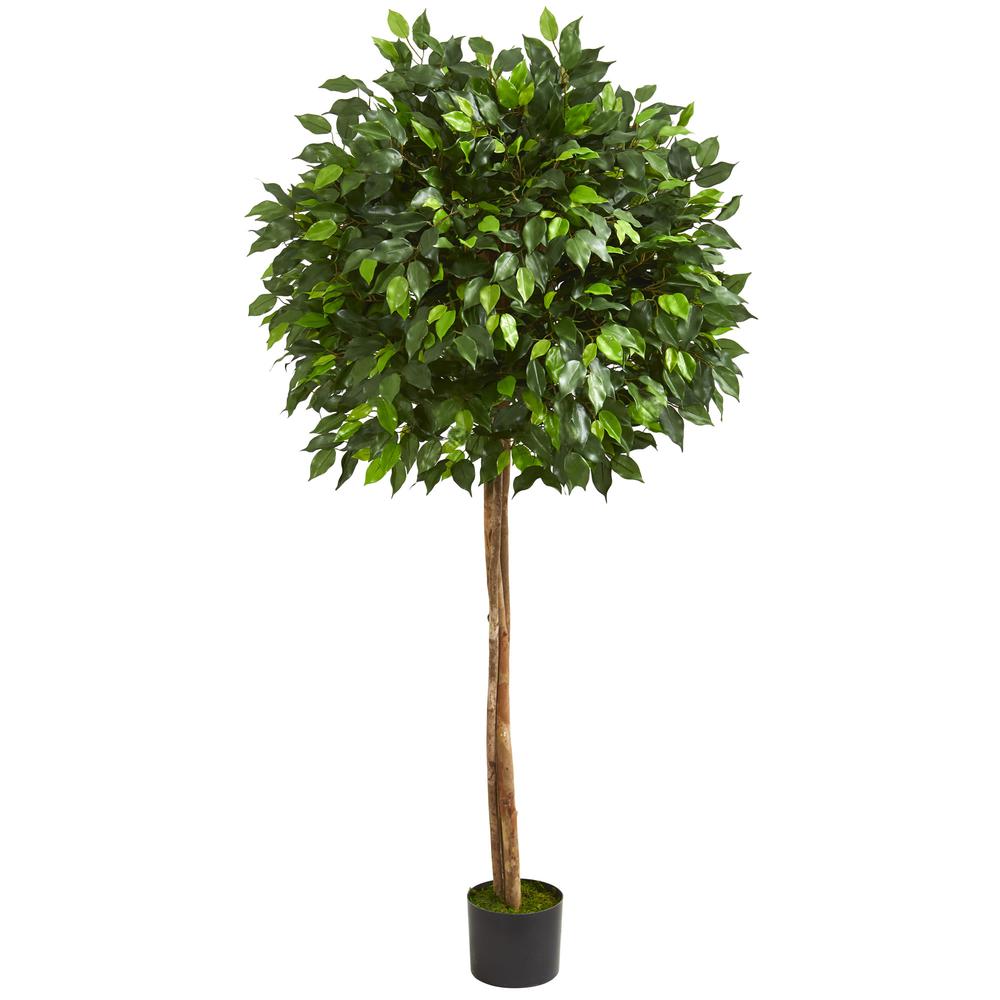 5.5ft. Ficus Artificial Tree. Picture 1
