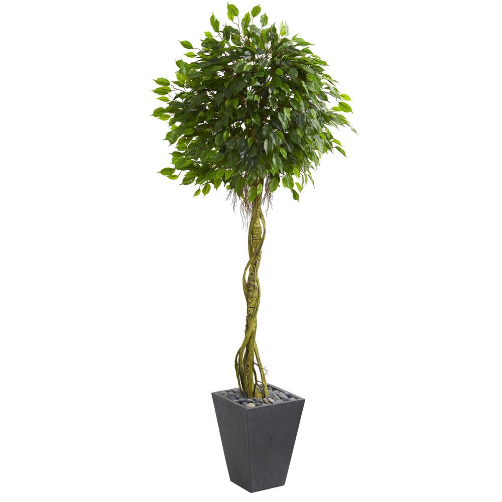 6ft. Ficus Artificial Tree in Slate Planter UV Resistant (Indoor/Outdoor). Picture 1