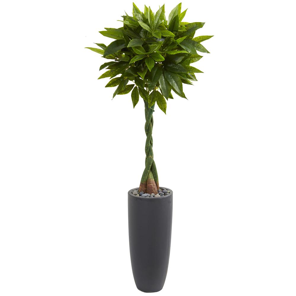6ft. Money Artificial Tree in Gray Cylinder Planter (Real Touch). Picture 1