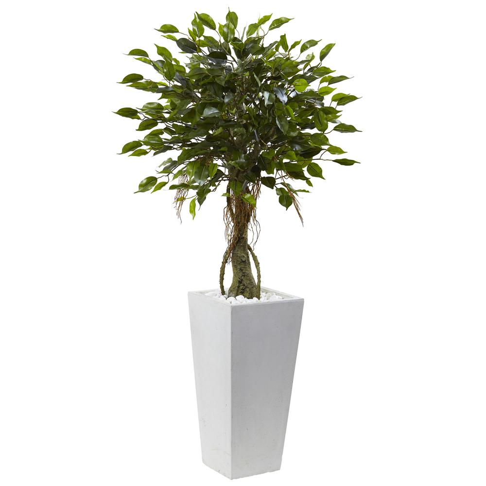 52in. Ficus Tree with White Planter, UV Resistant (Indoor/Outdoor). Picture 1