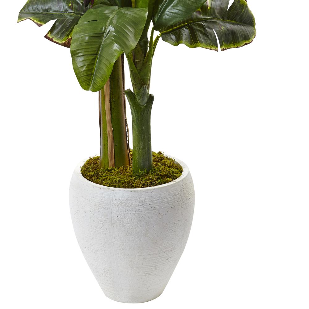 5ft. Double Stalk Banana Tree in White Planter. Picture 5