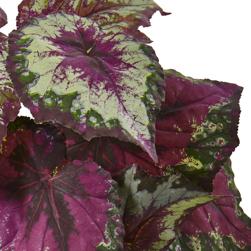Wax Begonia Bush (Set of 6). Picture 2