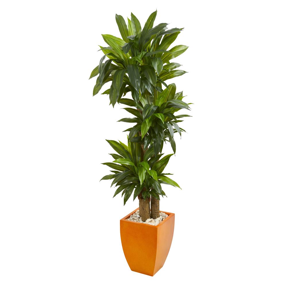 5.5ft. Dracaena Plant in Orange Square Planter (Real Touch). Picture 1