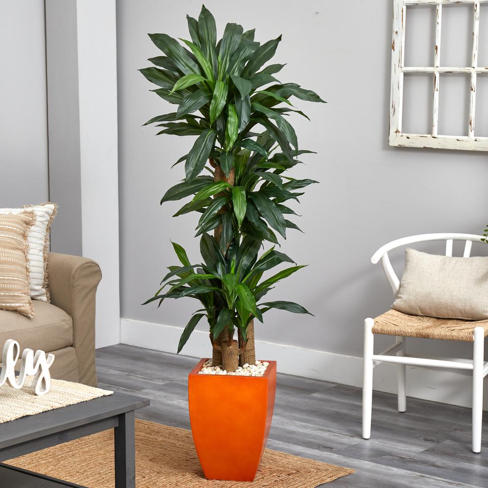 5.5ft. Dracaena Plant in Orange Square Planter (Real Touch). Picture 3