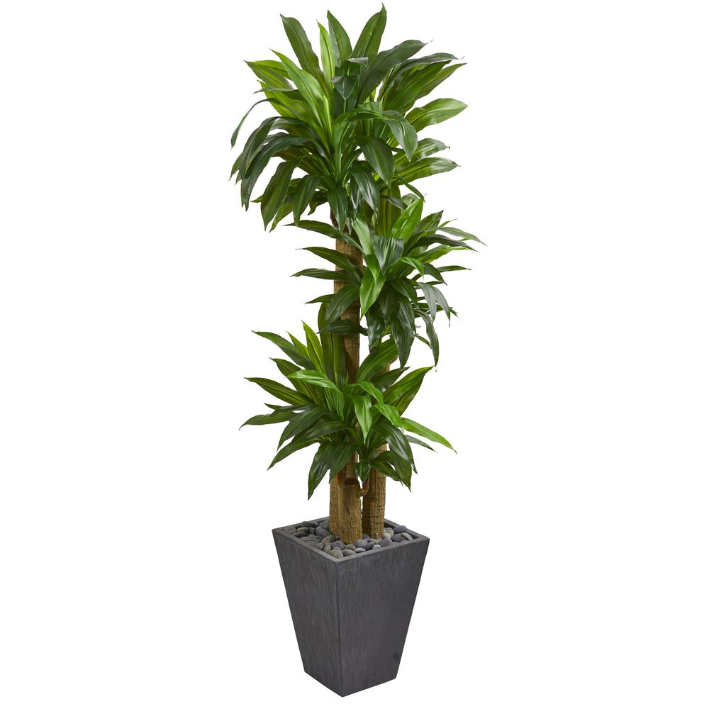 5.5ft. Cornstalk Dracaena Artificial Plant in Slate Planter (Real Touch). Picture 1